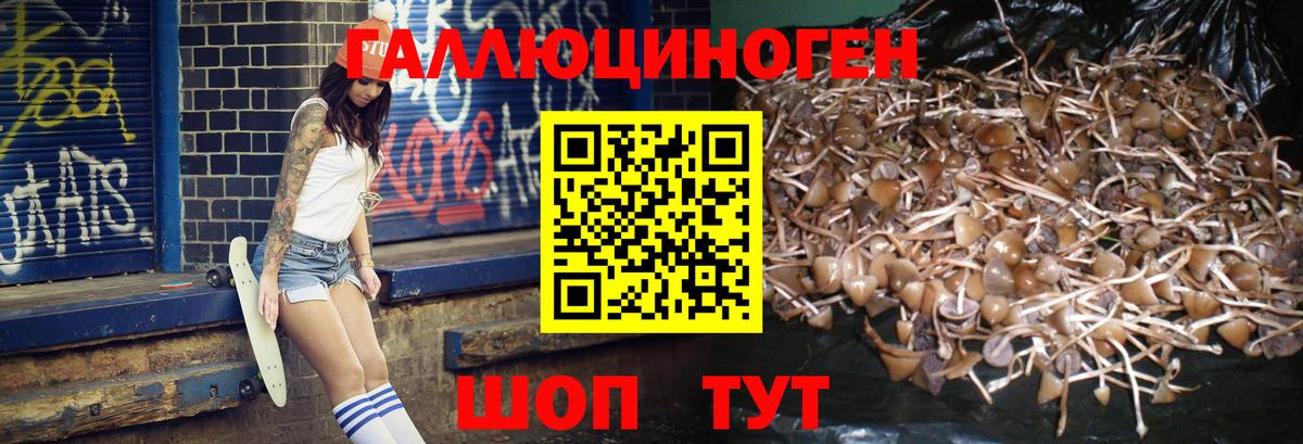 Псилоцибиновые грибы Psilocybine cubensis Кириши